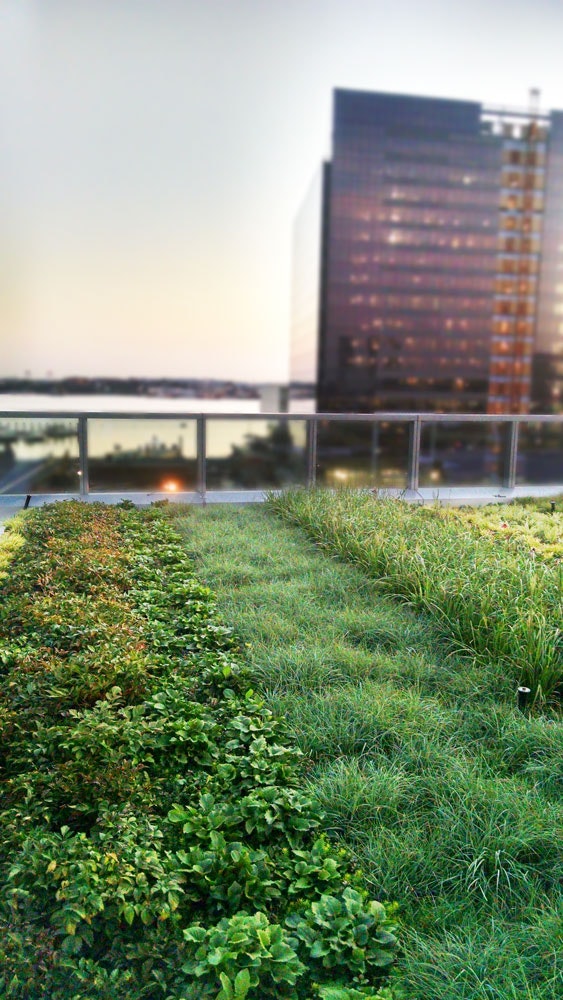 101-Seaport-Vegetated-Roof
