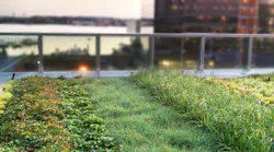101-Seaport-Vegetated-Roof