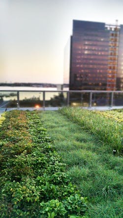 1656089245864 101seaportvegetatedroof 1656089245864 101seaportvegetatedroof