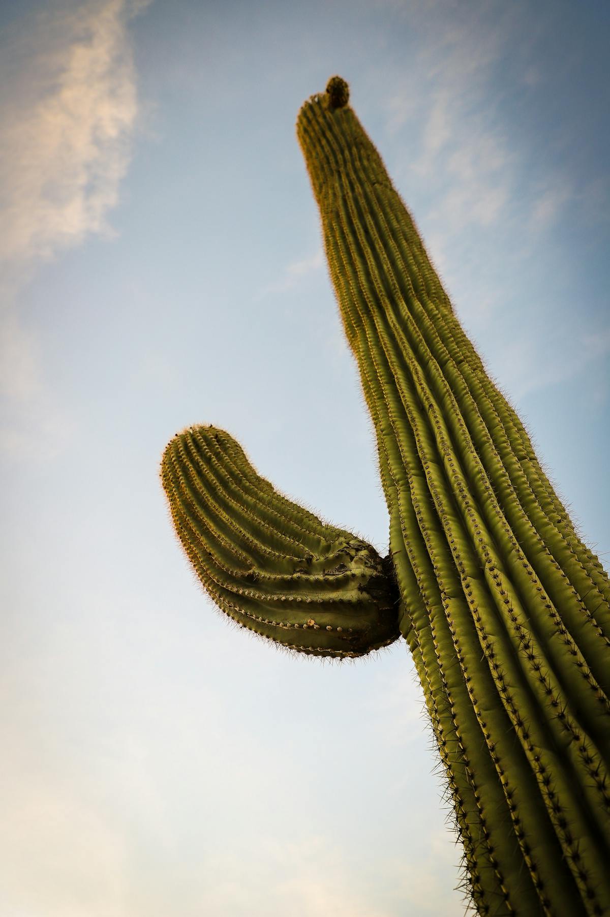 The pleated form of the saguaro cactus offer the plant shade from the blistering sun.