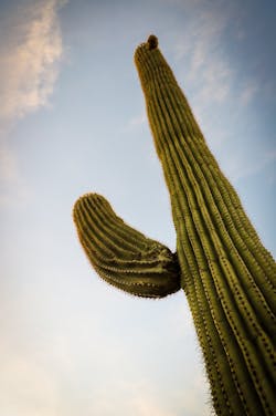 The pleated form of the saguaro cactus offer the plant shade from the blistering sun.