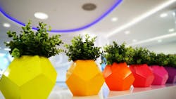 6682ff6ef313fe2489fd0d36 Ornamental Plant Hero 6682ff6ef313fe2489fd0d36 Ornamental Plant Hero